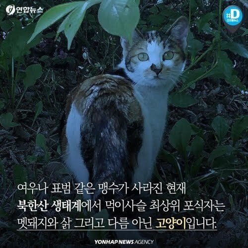  몇년전부터 심각한 북한산 길냥이 문제 jpg