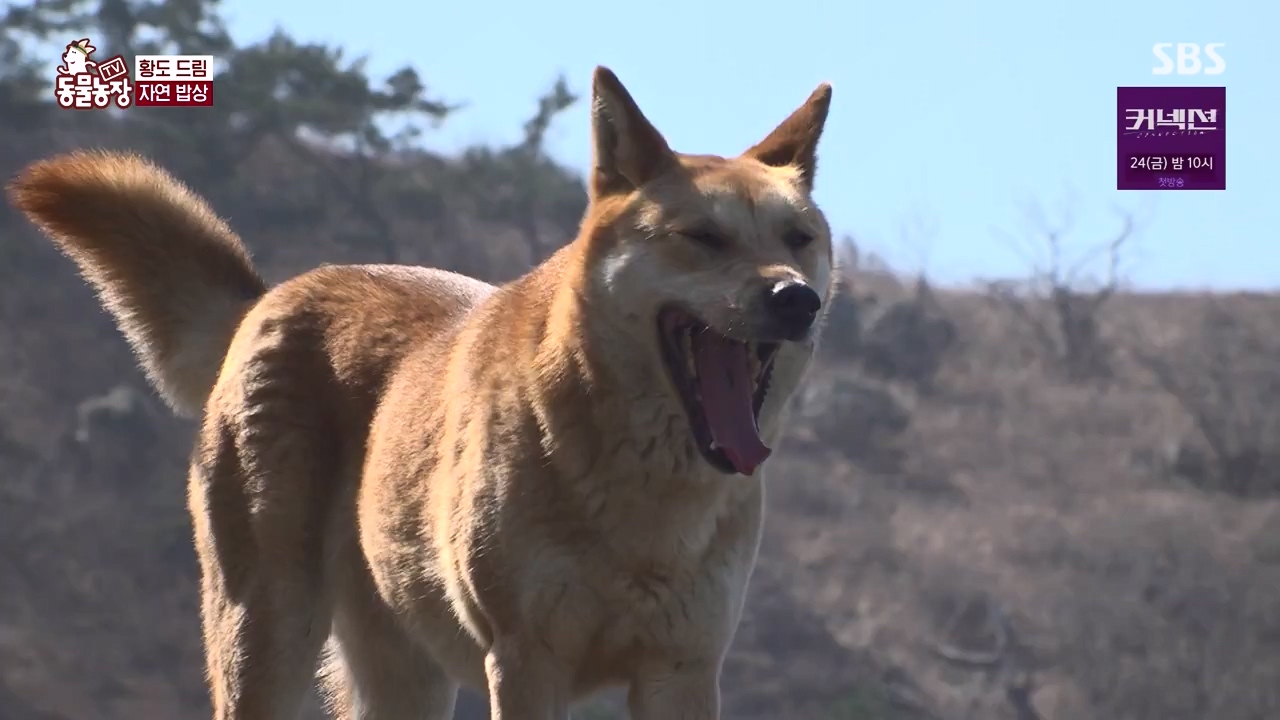 TV 동물농장.E1172.240520p-NEXT.mp4_20240519_165218.294.jpg