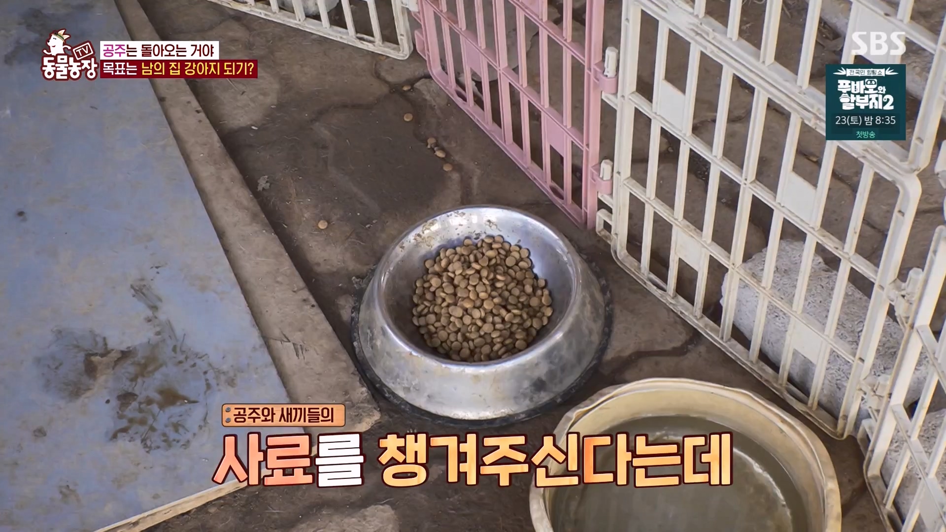 TV 동물농장.E1163.240317p-NEXT.mp4_20240317_171051.487.jpg