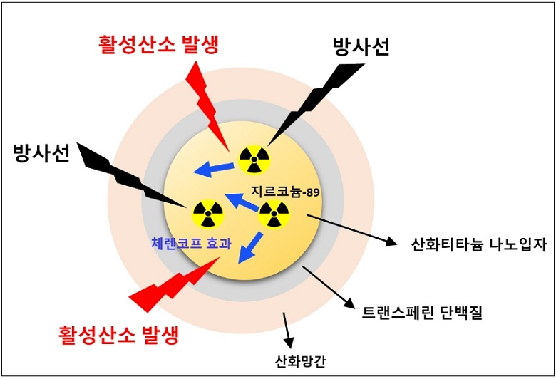 원자력연&#44; 체렌코프 효과 이용 암세포 죽이는 나노물질 개발