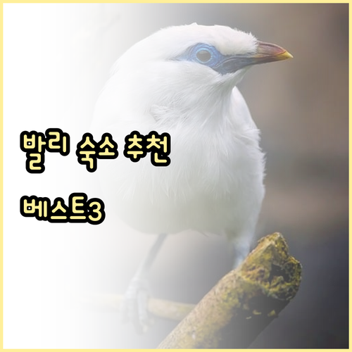 발리 멘장안 숙소 추천 베스트 3! 