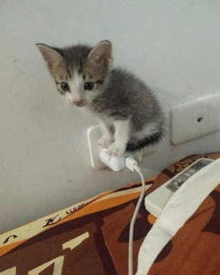  충전기 위에 앉아있는 아가 냥이