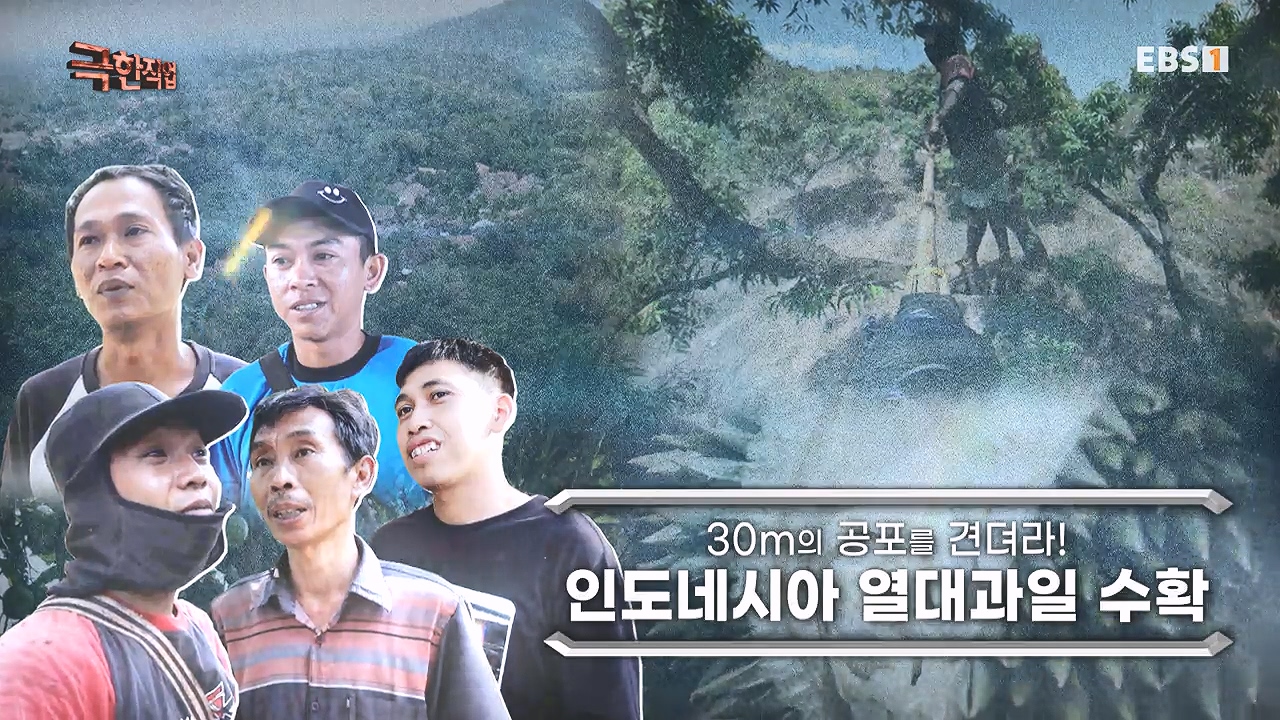TV - 전 국민의 평생학교 EBS30m의 공포를 견뎌라! 인도네시아 열대과일 수확.mp4_20240103_194753.081.jpg