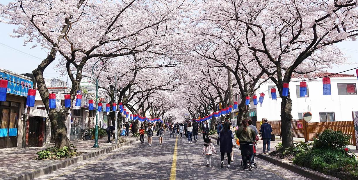 2023년-벚꽃축제-제주왕벚꽃축제