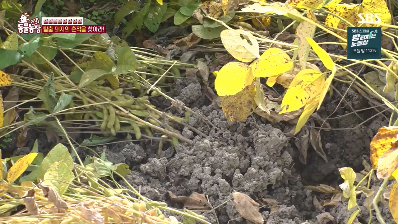 TV 동물농장.E1144.231106p-NEXT.mp4_20231105_175944.500.jpg