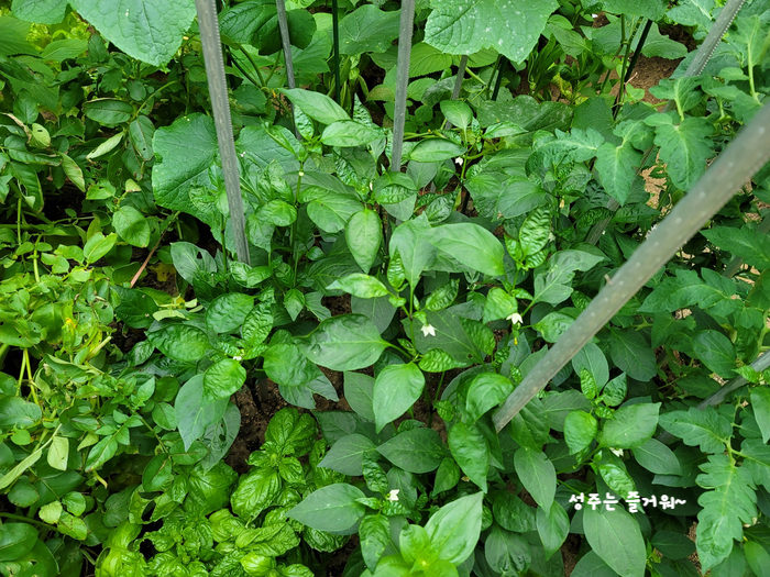 아파트 정원작물 할라페노 고추 재배, 고추씨 심기, 묘목 심기, 수확, 피클 만들기 8