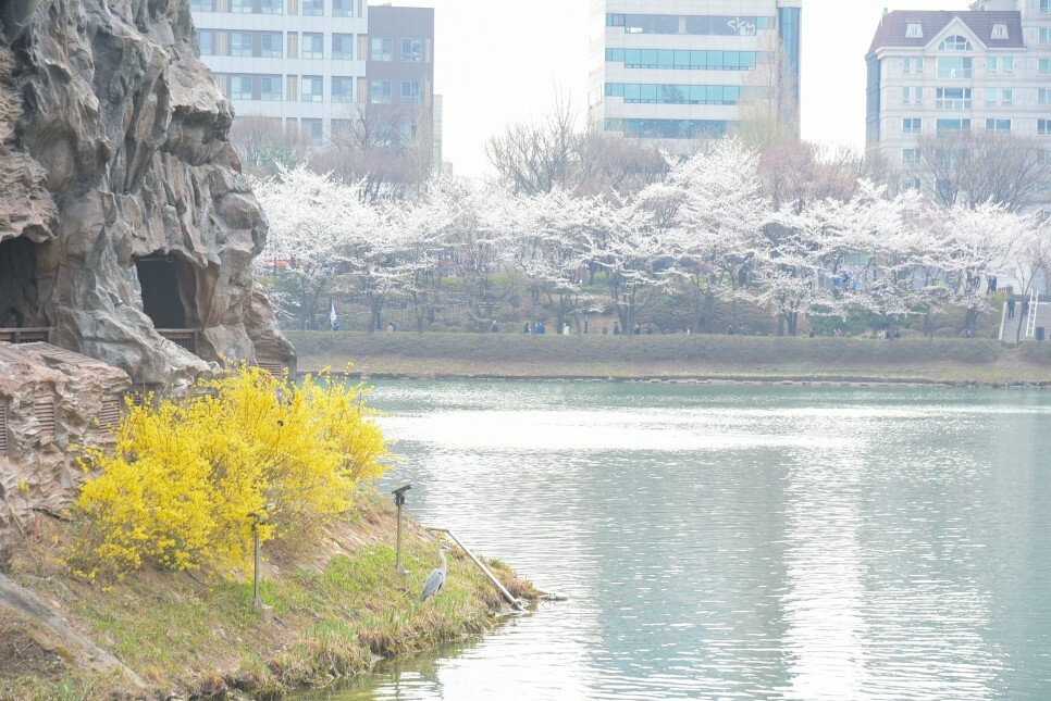 벚꽃