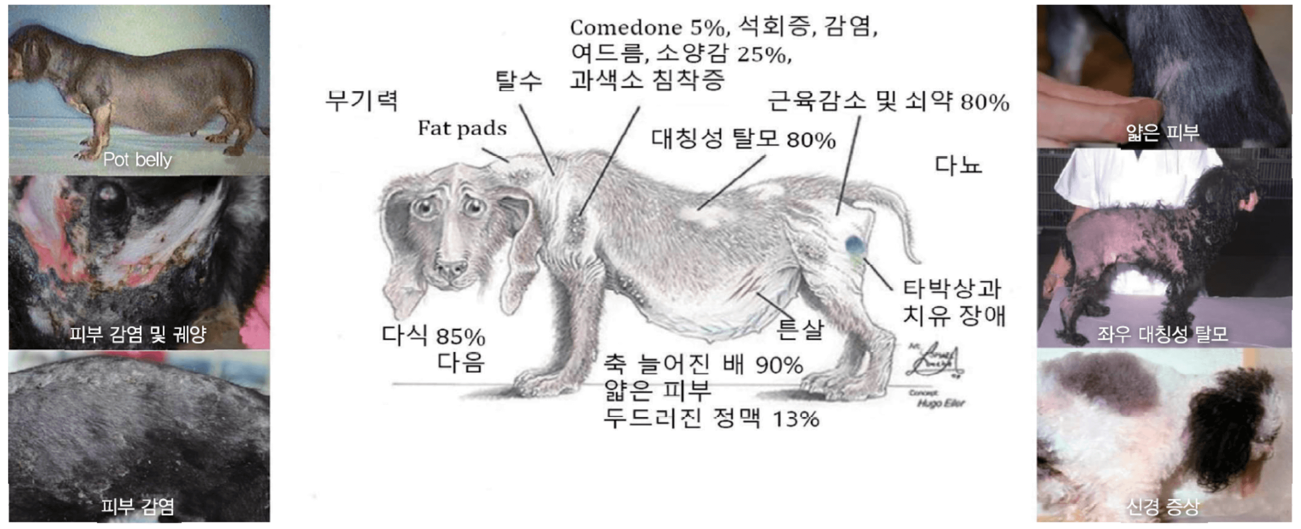 강아지 쿠싱증후군 증상