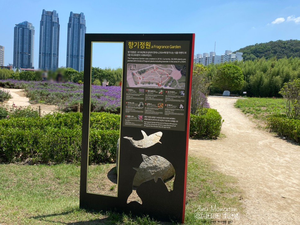 꽃양귀비 [ 울산 여행 ] 한 폭의 수채화♥ 양귀비와 20