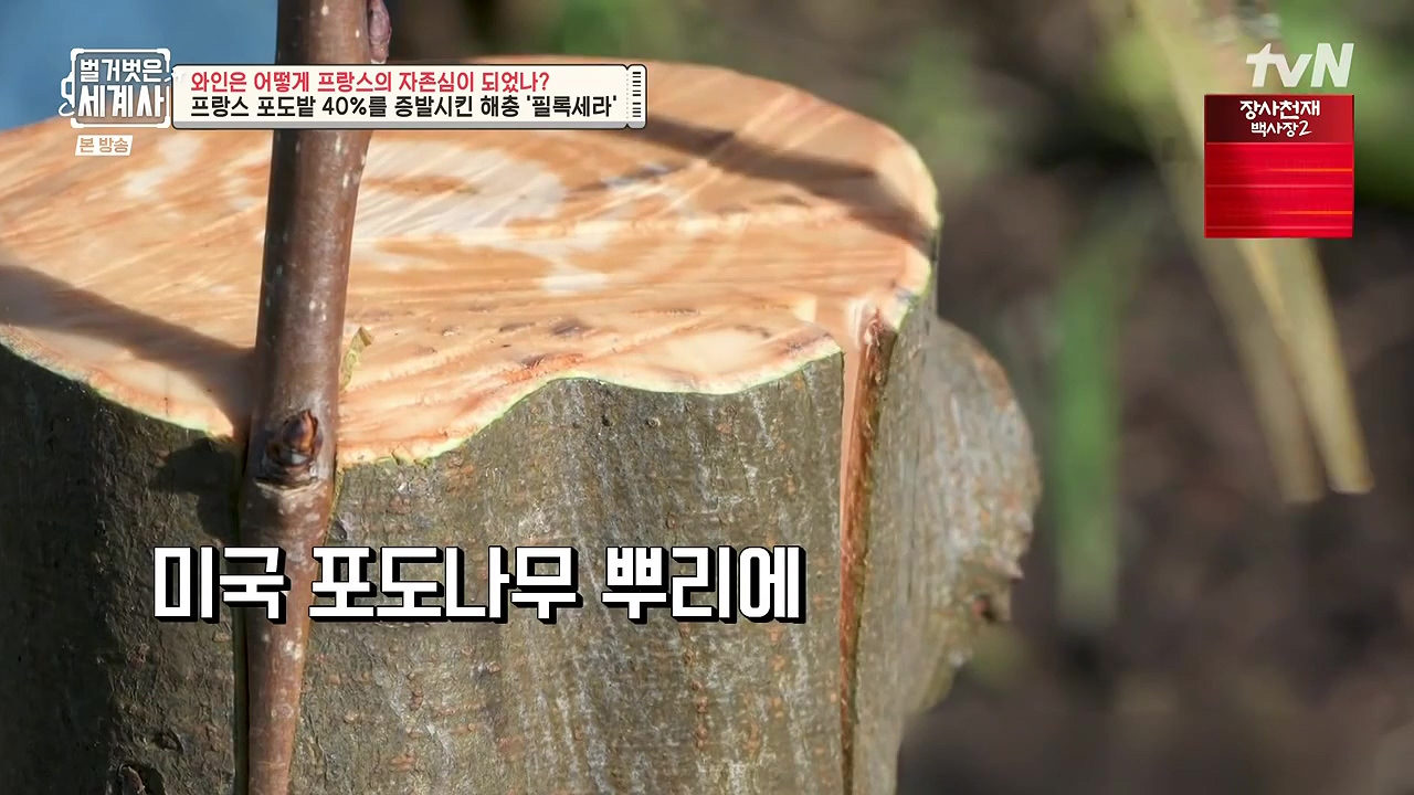 벌거벗은 세계사.E121.231018p-NEXT.mp4_20240518_164801.628.jpg