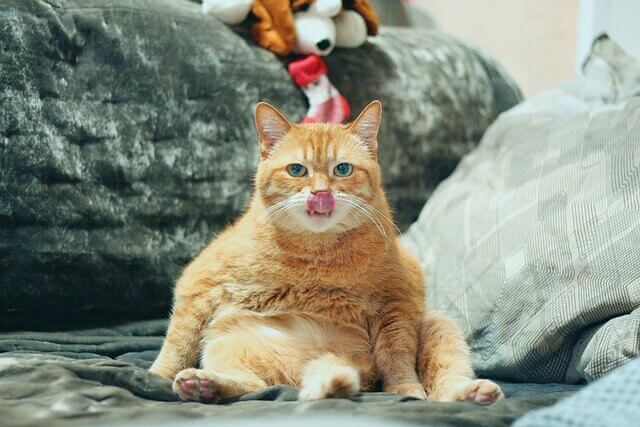 고양이 액체설