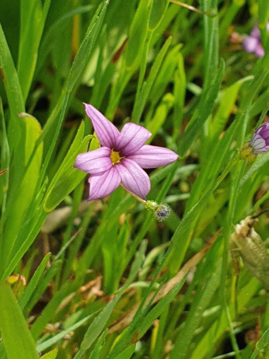 초연당 정원에 흐드러지게 핀 등심붓꽃