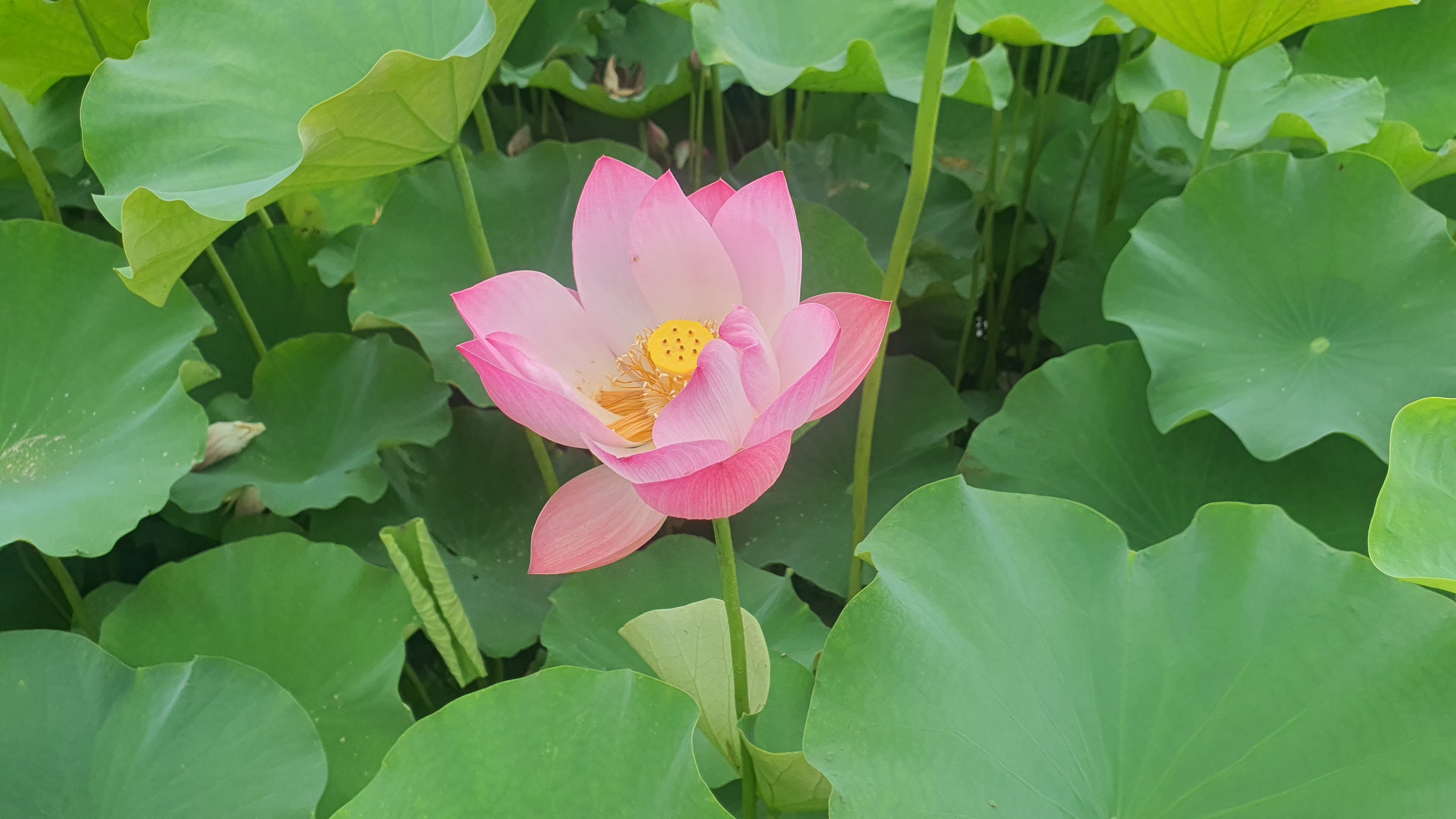 당진 합덕제 연꽃 축제 연호문화축제