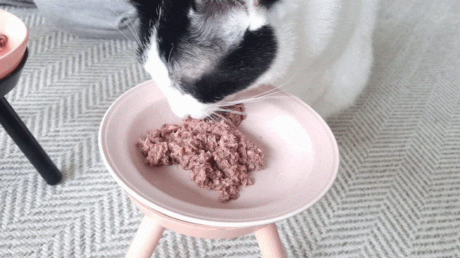 구냥이 고양이캔으로 네 건강관리해요 22