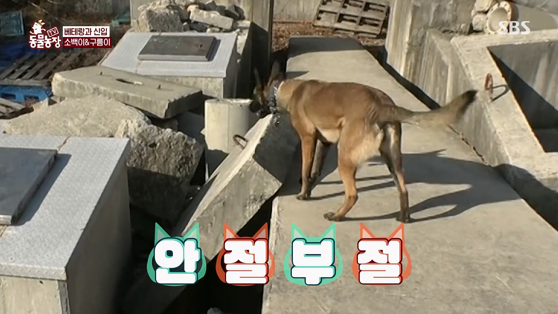 TV 동물농장.E1109.230226p.H264-F1RST.mp4_20230226_161923.269.jpg