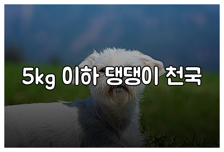 5kg 이하 댕댕이 천국