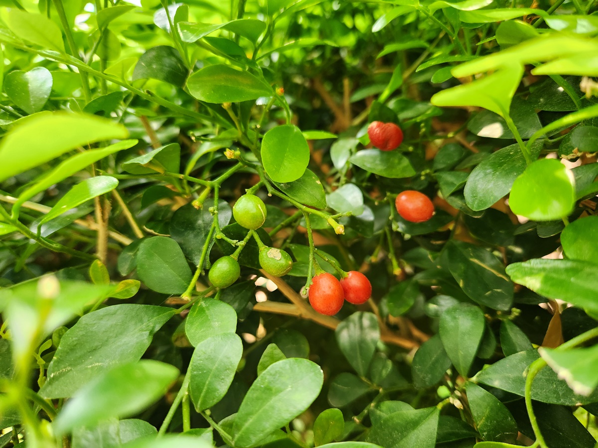 오렌지자스민