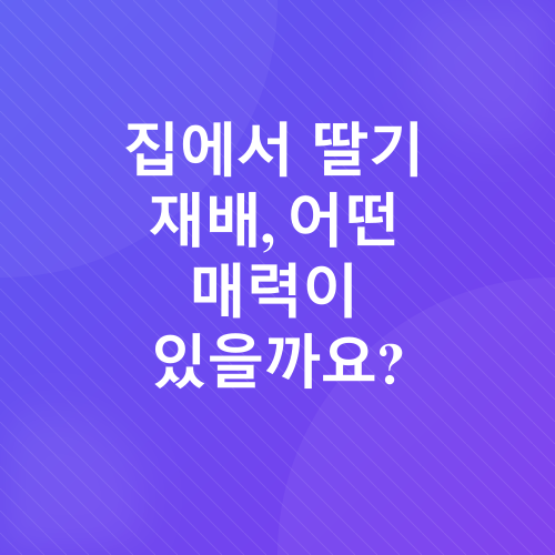 딸기 재배_1