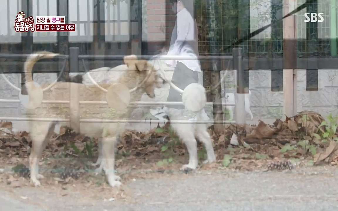 TV 동물농장.E1075.220627p-NEXT.mp4_20220626_175600.323.jpg