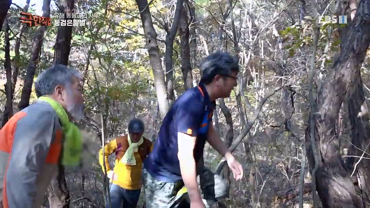 TV - 교육의 중심 EBS유해 동물과의 사투! 등검은말벌, 야생 멧돼지 퇴치.mp4_20221129_195002.821.jpg