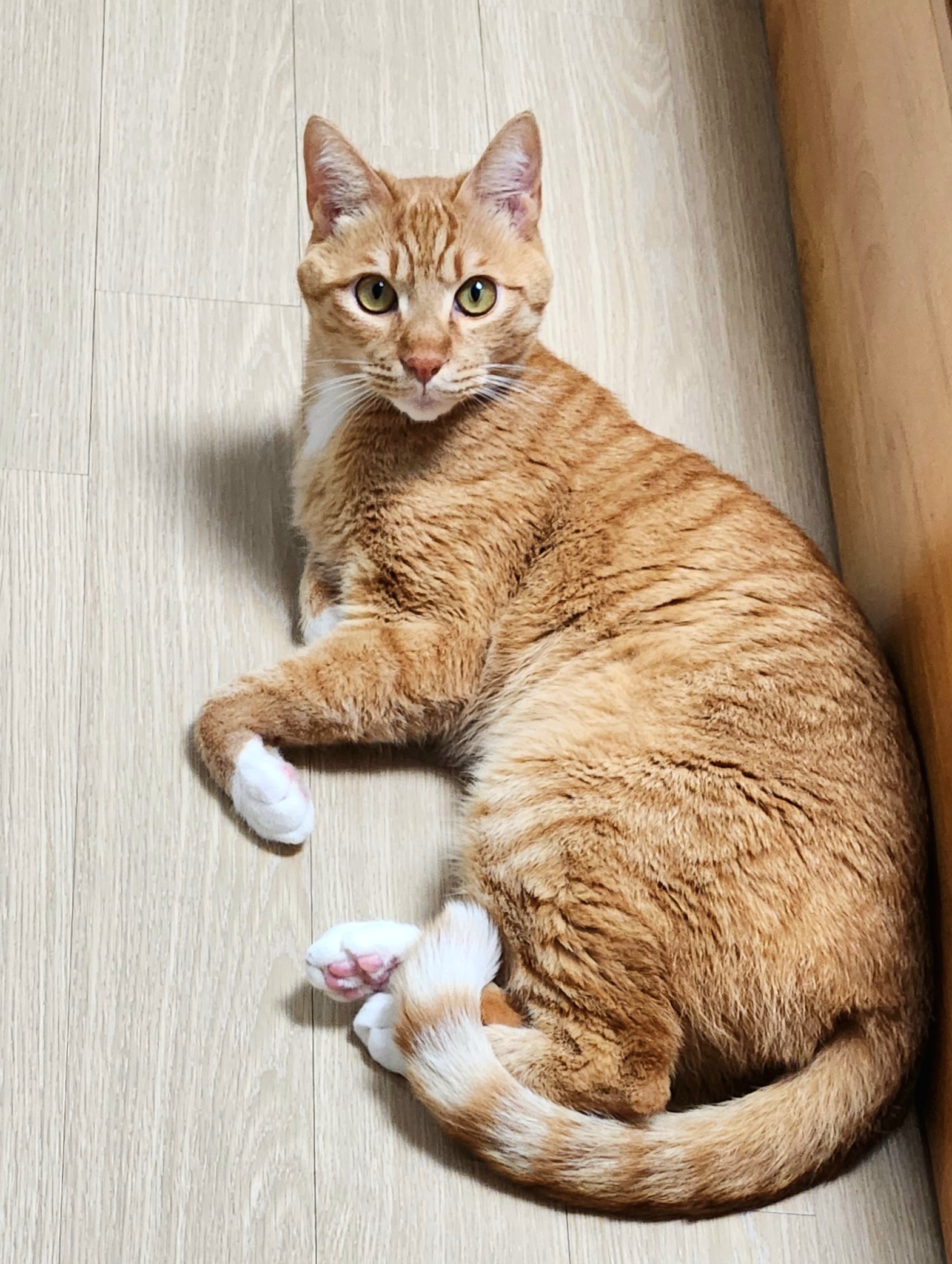 치즈 고양이 사진