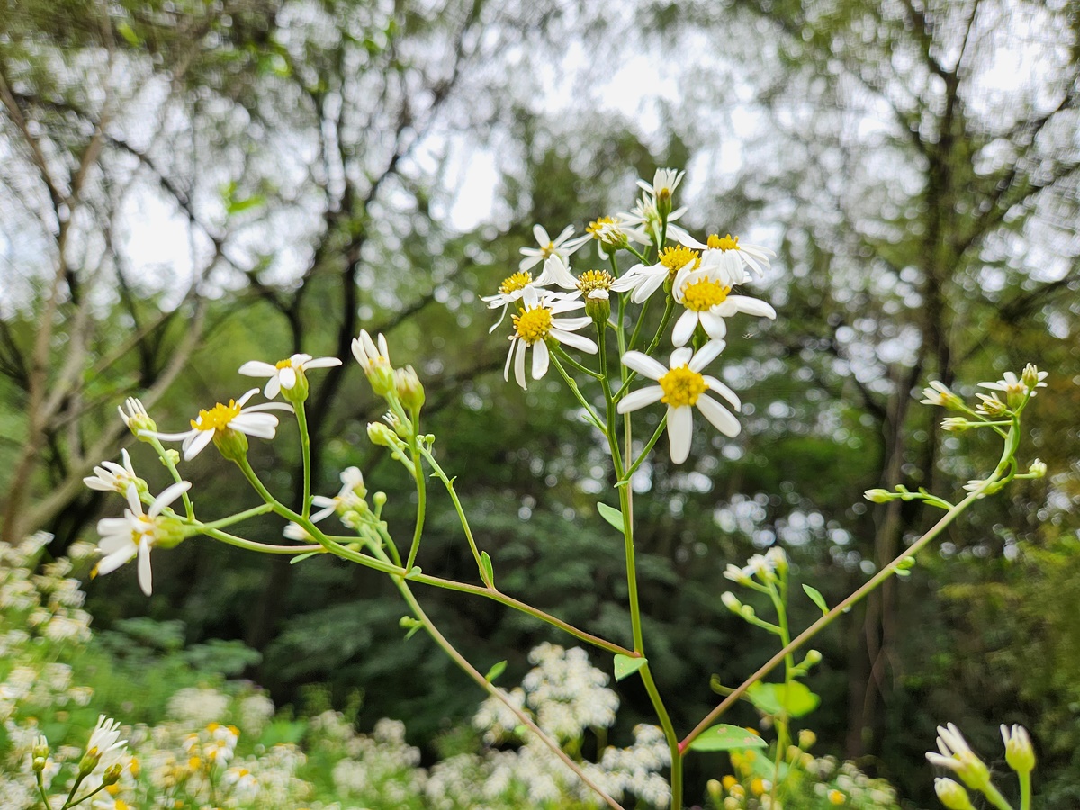 참취