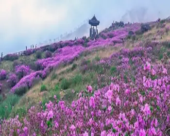 황매산 철쭉축제_7