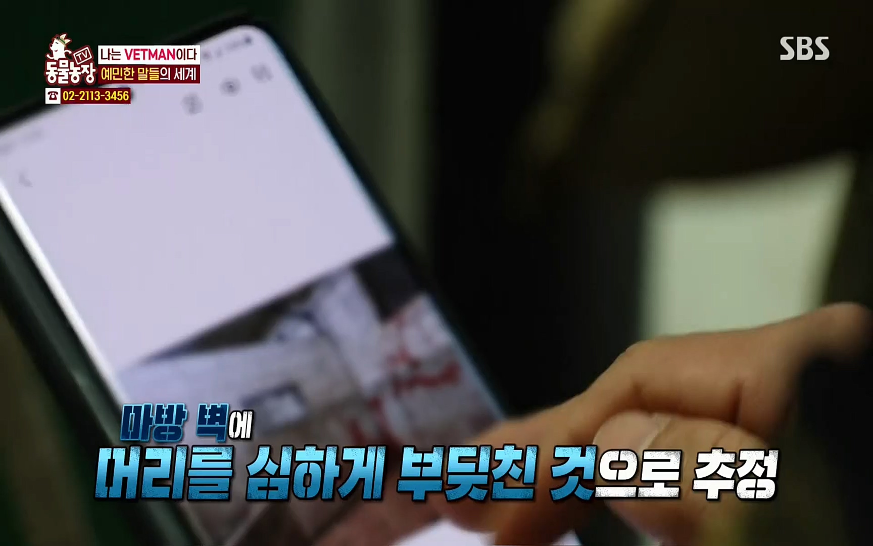 TV 동물농장.E1062.220327p.H264-F1RST.mp4_20220327_174458.873.jpg