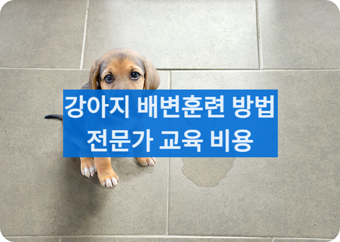 강아지배변훈련비용