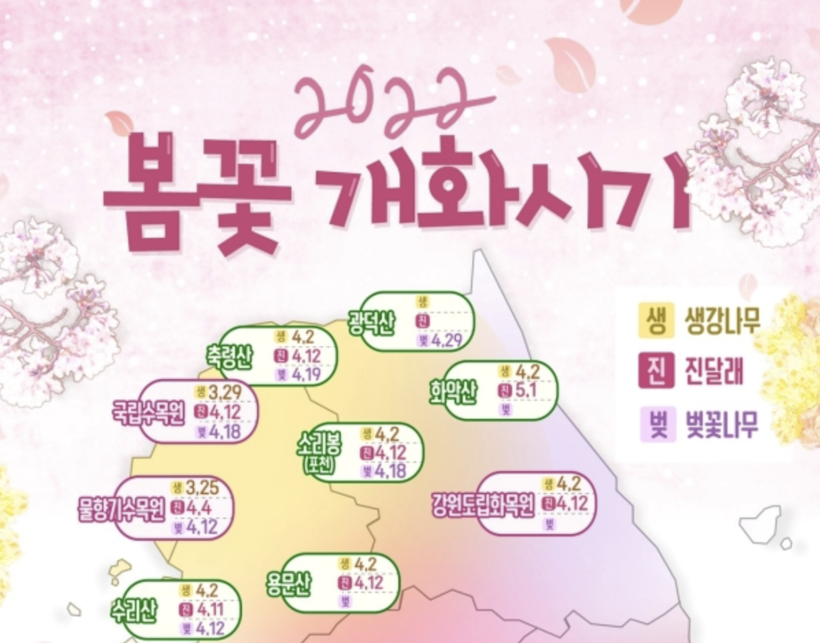  2022년 봄꽃(벚꽃, 진달래, 생강나무) 개화시기 알아보기