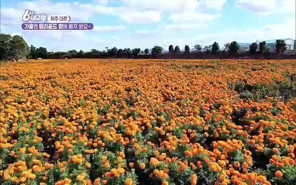 [7612회] 6시 내고향 - KBS7612회] 6시 내고향.ts_20220912_174119.014.jpg