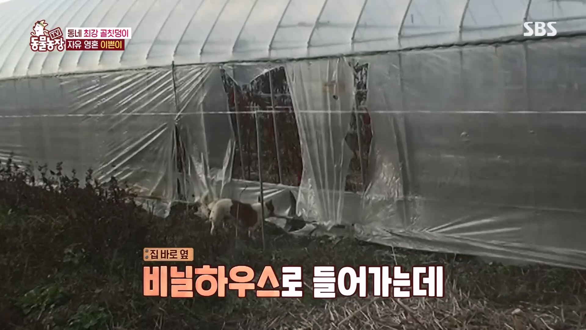TV 동물농장.E1149.231210p.H264-F1RST.mp4_20231210_171101.623.jpg