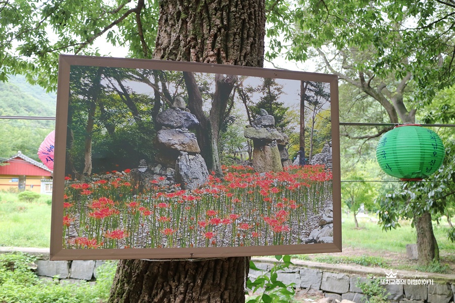 꽃무릇 핀 흥국사 모습을 찍은 사진이 나무에 걸려있다