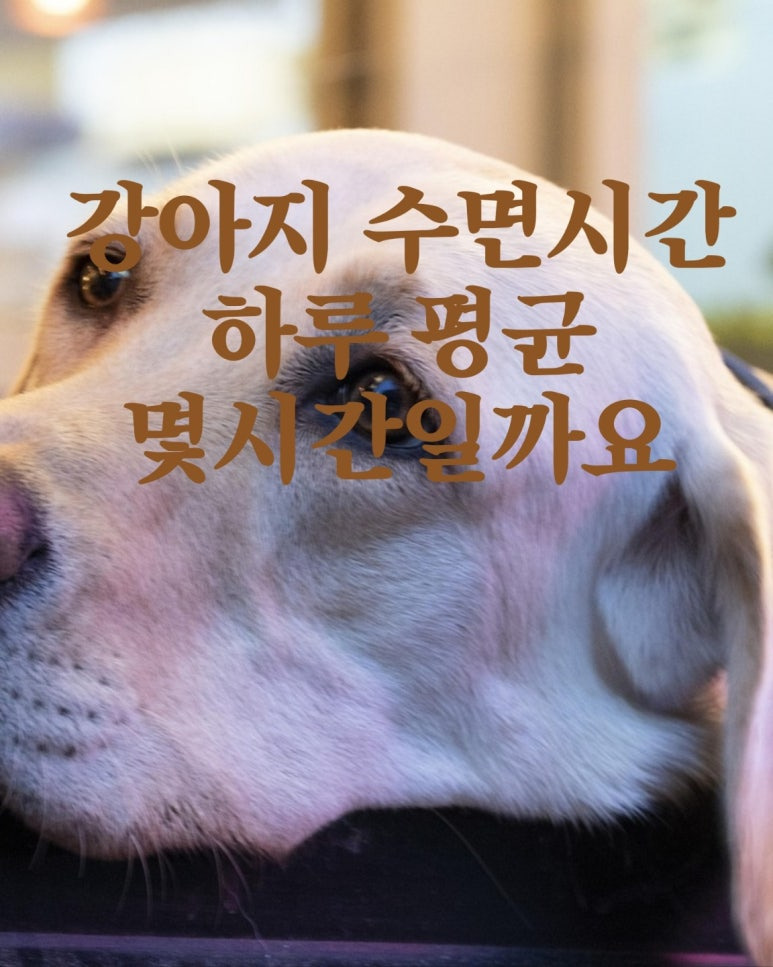강아지 수면 문제