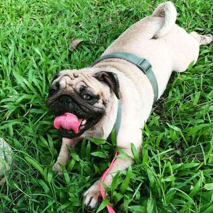 초록색 하네스 착용하고 얼굴이 쭈글거리게 생긴 개 한마리가 잔디밭에 엎드려 헉헉대고 있는 모습