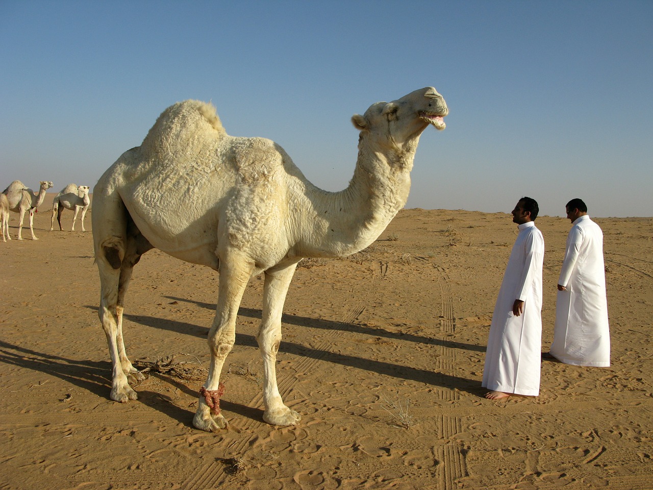 아라비아 사막의 단봉낙타