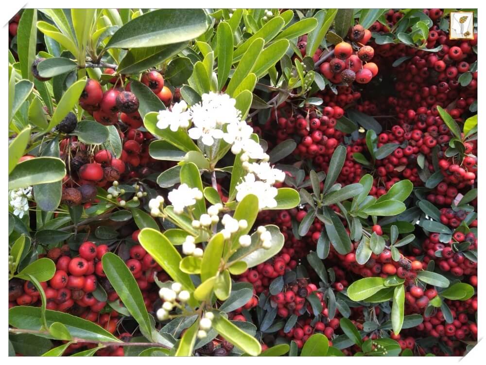 미국 낙상홍나무-American Winterberry-꽃-열매