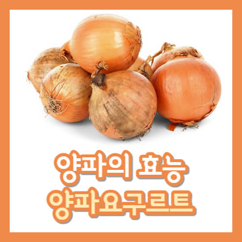 양파 효능 및 양파요구르트 만드는 법
