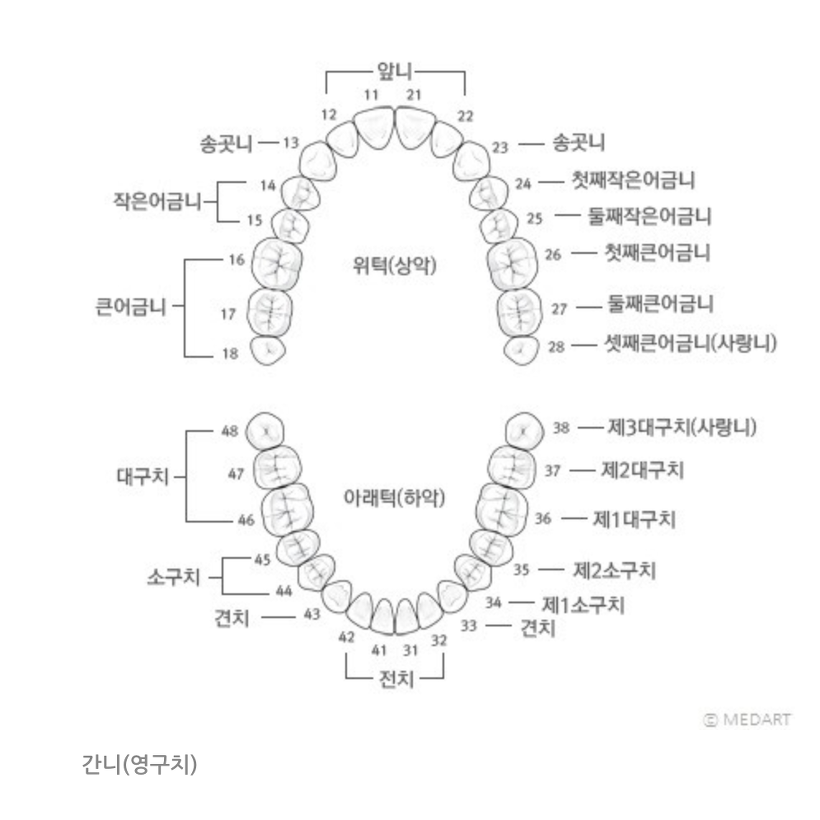  유치는 20개, 영구치는 28개(+사랑니4개)