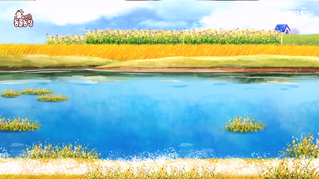 TV 동물농장.E1144.231106p-NEXT.mp4_20231105_175954.289.jpg