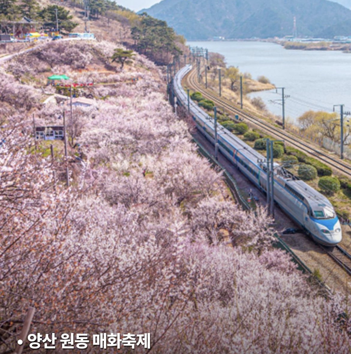 양산매화축제