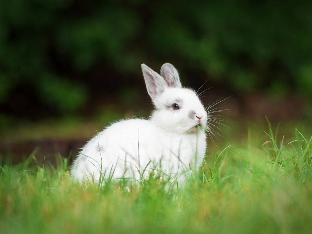 Rabbit