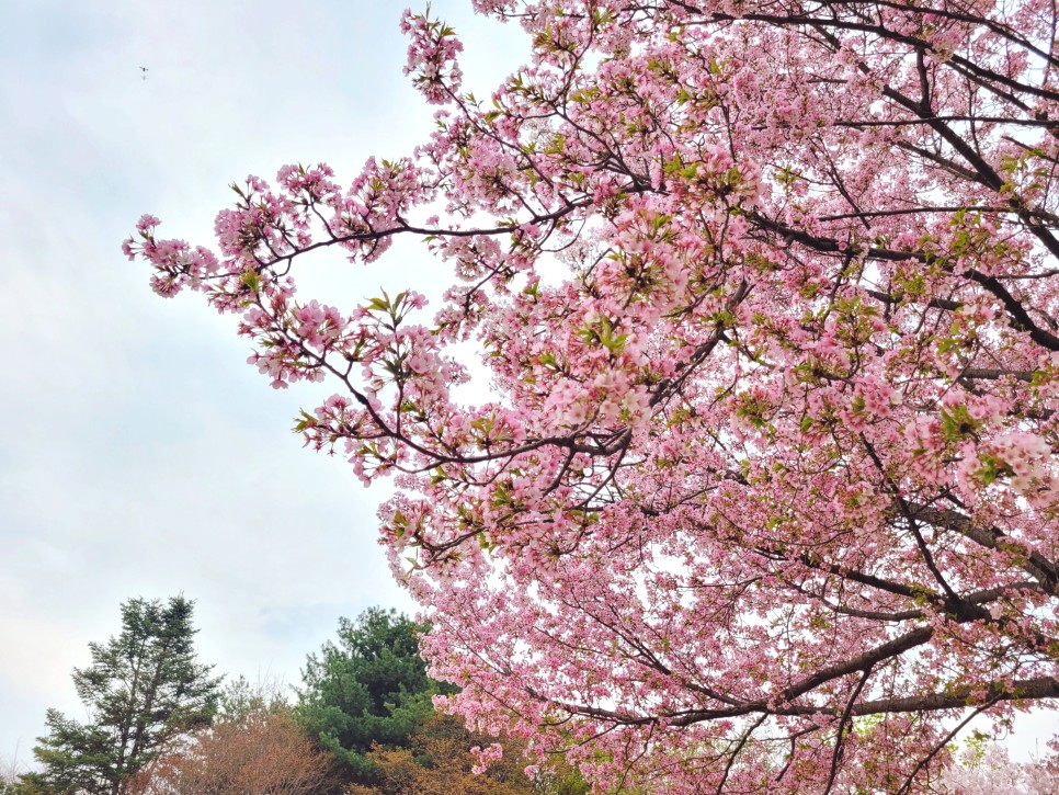 화담숲 벚꽃 예약 방법 및 주차 정보