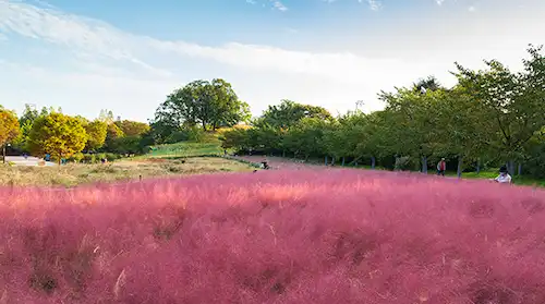 올림픽공원 꽃 이미지