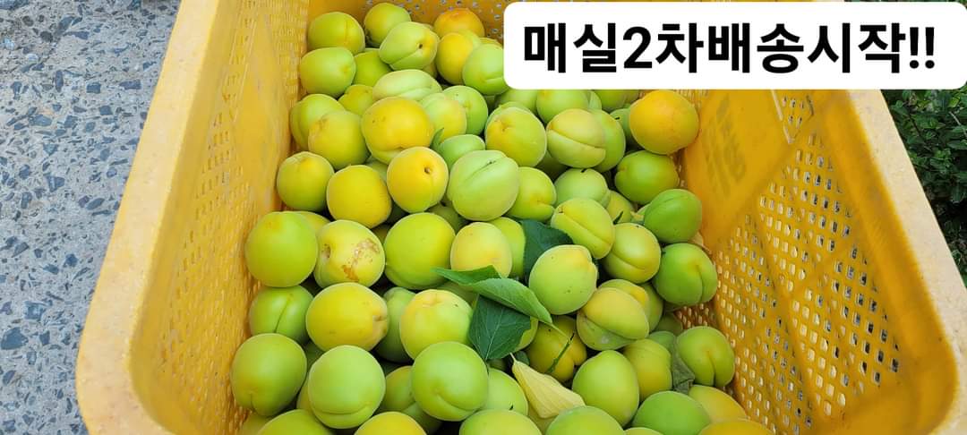 애가 이미지