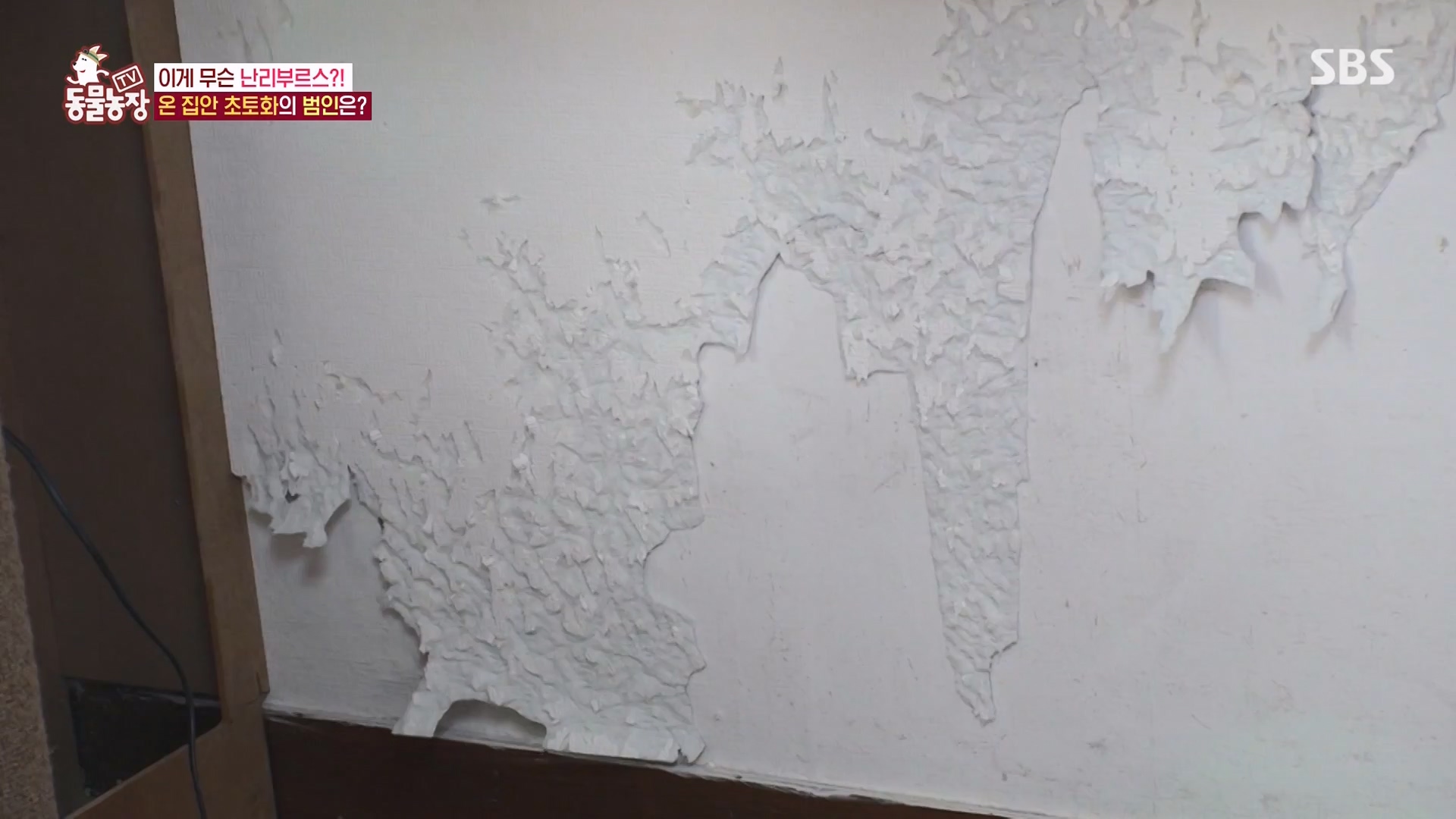 TV 동물농장.E1162.240310p-NEXT.mp4_20240310_162850.121.jpg