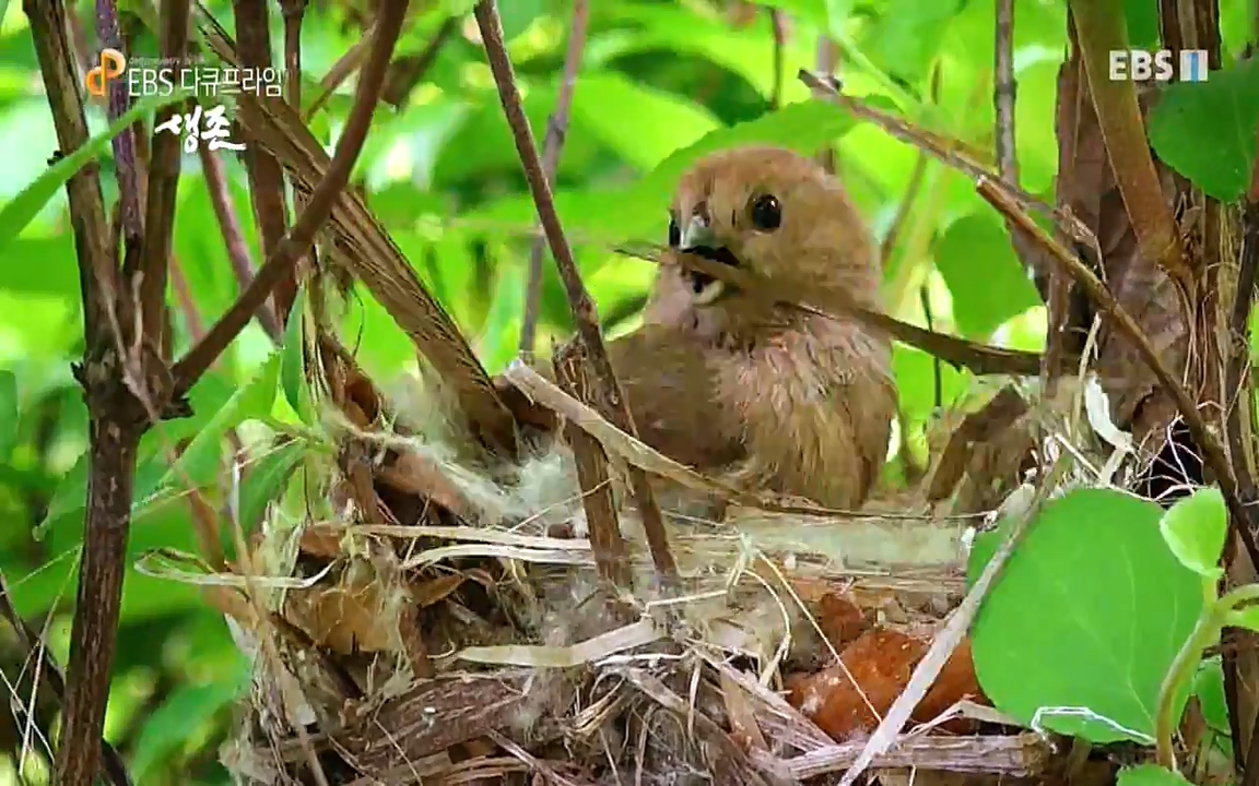 생존 3부_ EBS 다큐프라임_ 220629.avi_20220701_203512.542.jpg