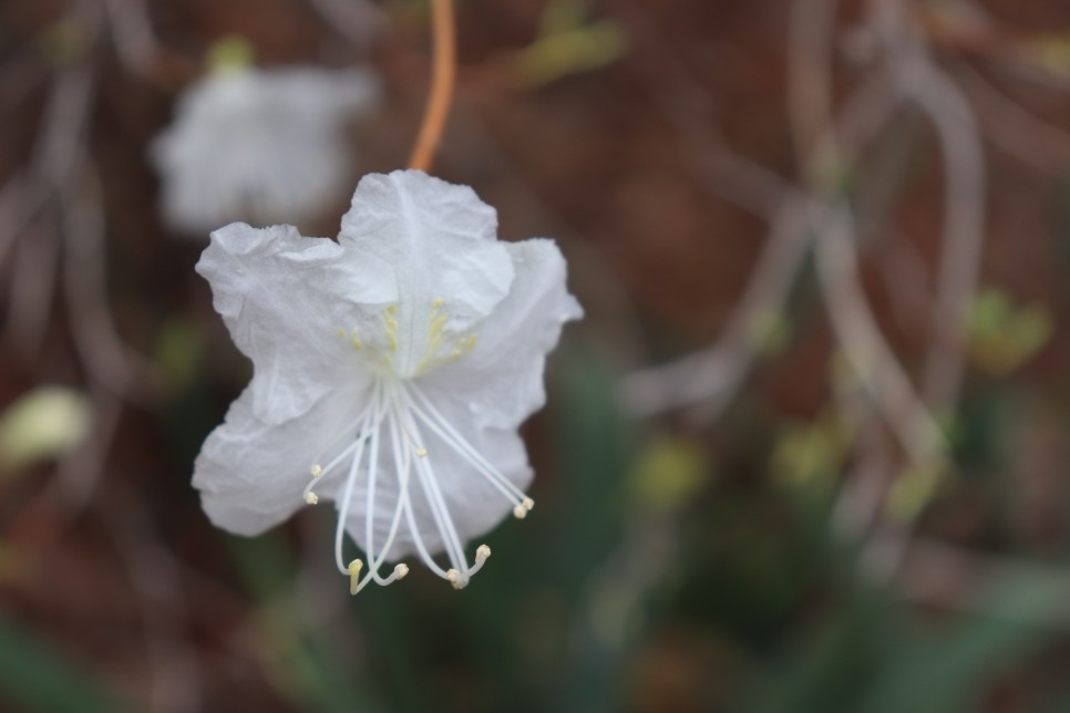 홍릉시험림(홍릉수목원) #페이지 토.일요일서울가볼만한곳 41