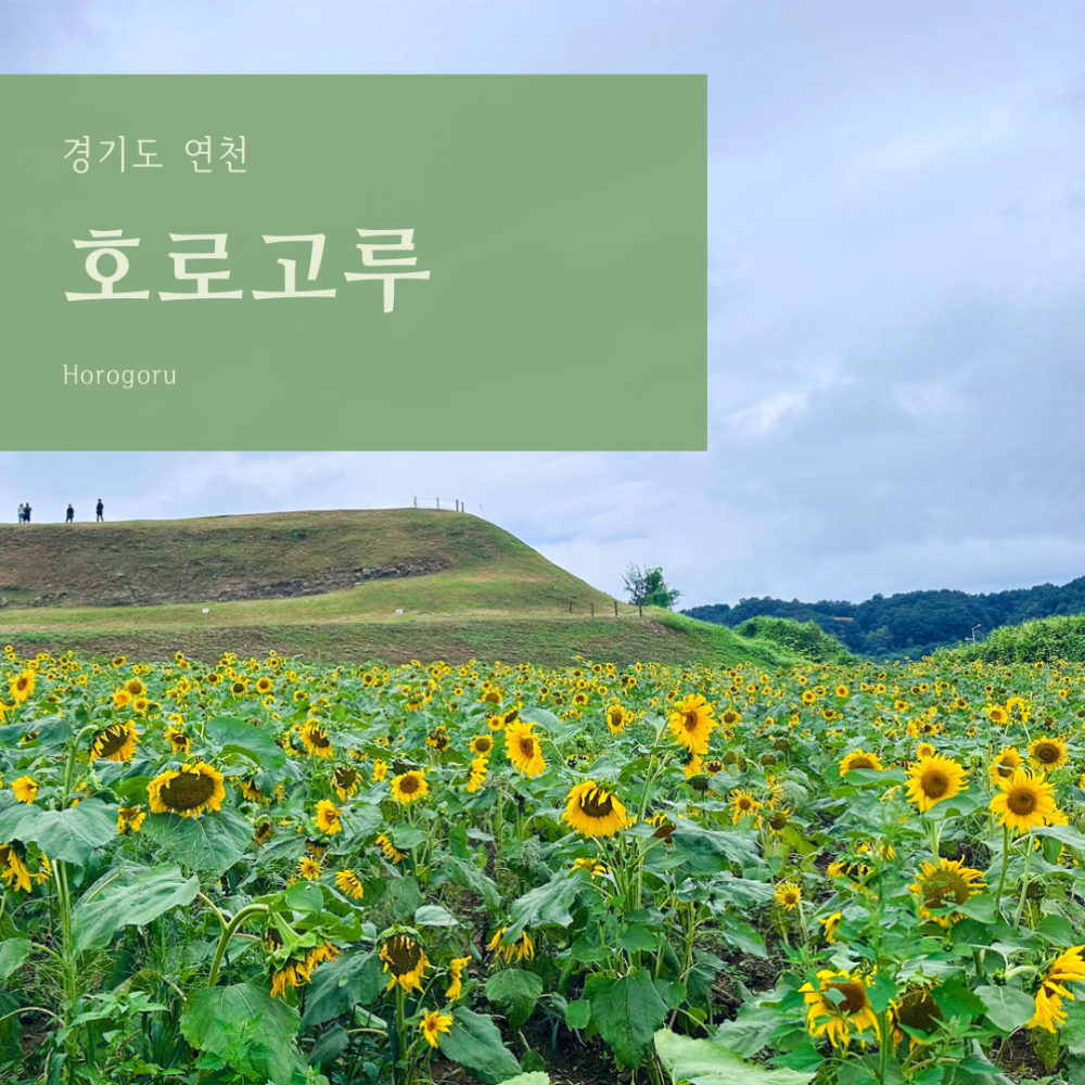 연천-호로고루-해바라기-축제