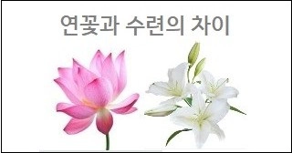 연꽃과 수련의 차이